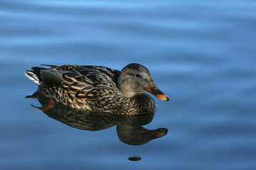 mallard reflections against blue water