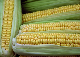 some corn-cobs