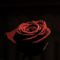 romantic rose