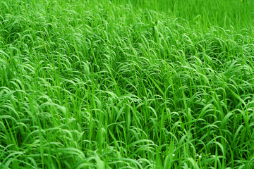grassy background
