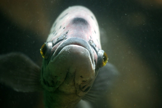 glupschaugen