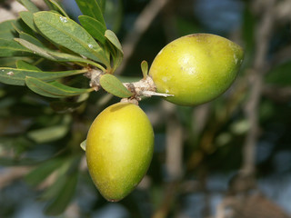fruits de l'arganier
