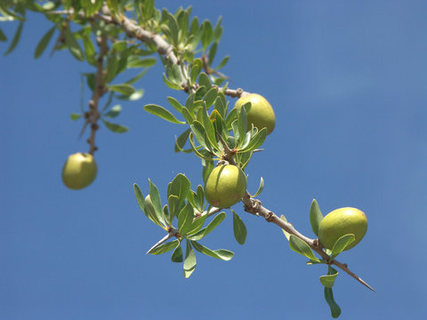une branche d'arganier avec des fruits