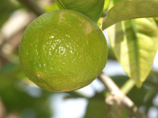 un fruit, le citron