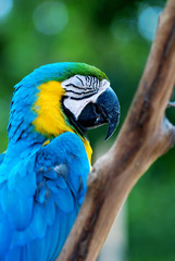colorful parrot