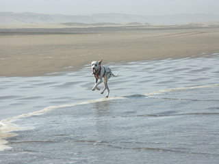 un chien dalmatien sur la plage