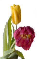Naklejka premium tulips