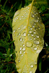 dew drops