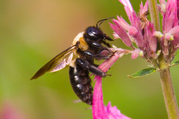 honey bee on flower