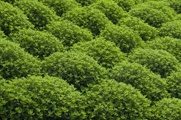 the green pattern