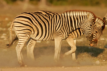fighting zebras