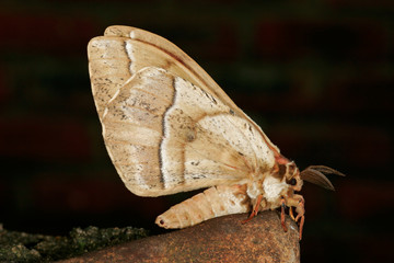 furry moth