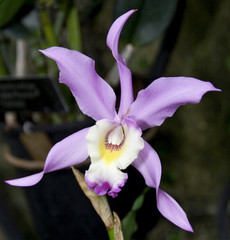 purple orchid