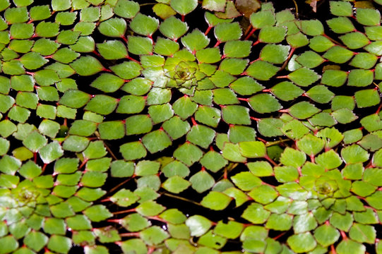 water chestnut leaf clusters