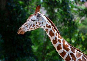 giraffe