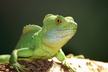 gecko