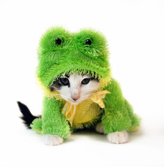 frog kitten