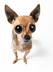 big-eyed chihuahua