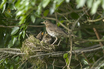 mother song thrush