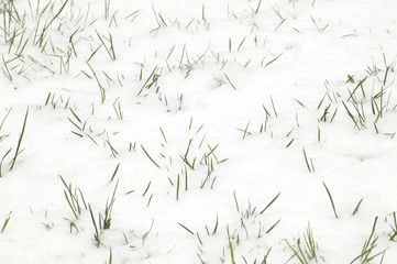snow grass background