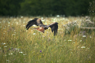 red kite in flight