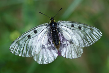 rare black apolon butterfly