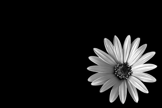 white dasy in black background
