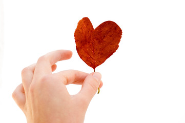 leaf of love