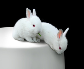 two funny white little rabbits on a table