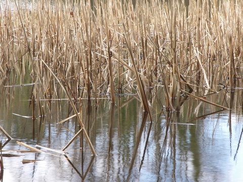 water reeds