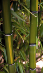 Obraz premium bamboo
