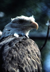 bald eagle