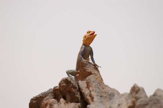 lézard bleu et orange sur un rocher