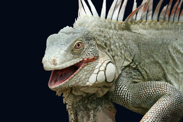 iguana on black