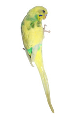 yellow parakeet