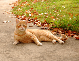 orange cat on sidewalk