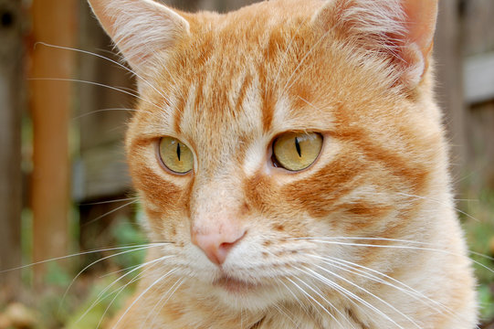 face of an orange cat