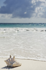 Fototapeta na wymiar muszli na plaży