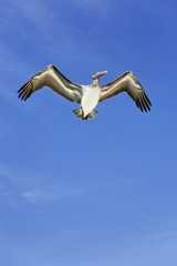 pelican on blue sky