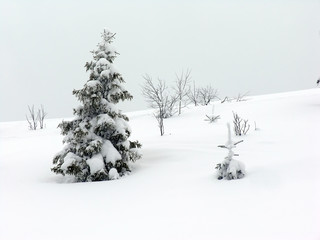 snow fir