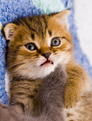 scared little kitten close up