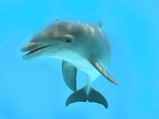 Foto op Plexiglas Dolfijn dolfijn