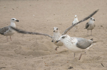 seagull just second before start