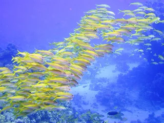 Stoff pro Meter Egypte plongée en mer Rouge © foxytoul