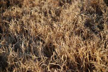 winter grass