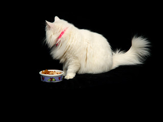 finicky cat
