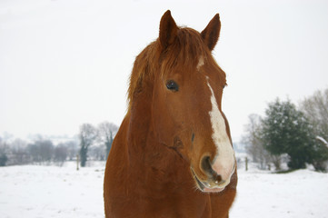cheval