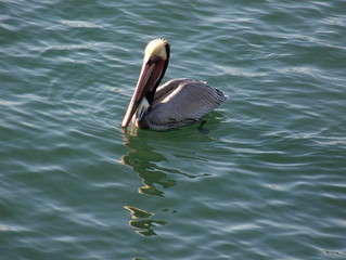 pelican sur le pacifique