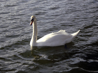 cygne