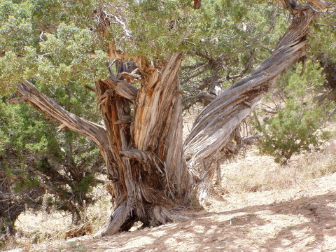 ancient cedar tree